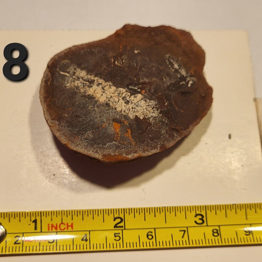 Old Indiana Fern Fossil